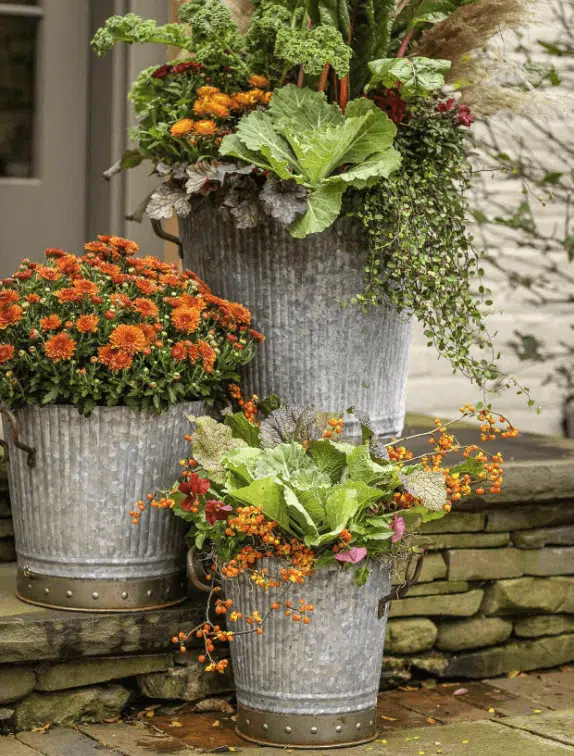 plantas